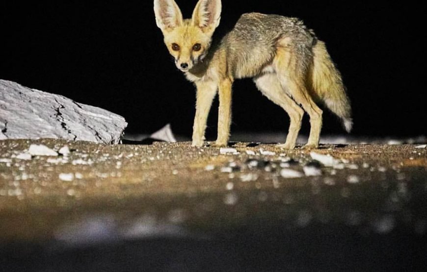 White Desert Safari Tour by 4×4 Around Black and White Desert