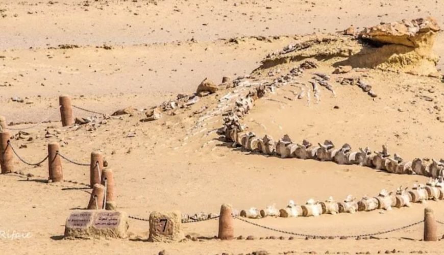 Wadi El Hitan: The World’s Greatest Open-Air Museum of Whale Fossils