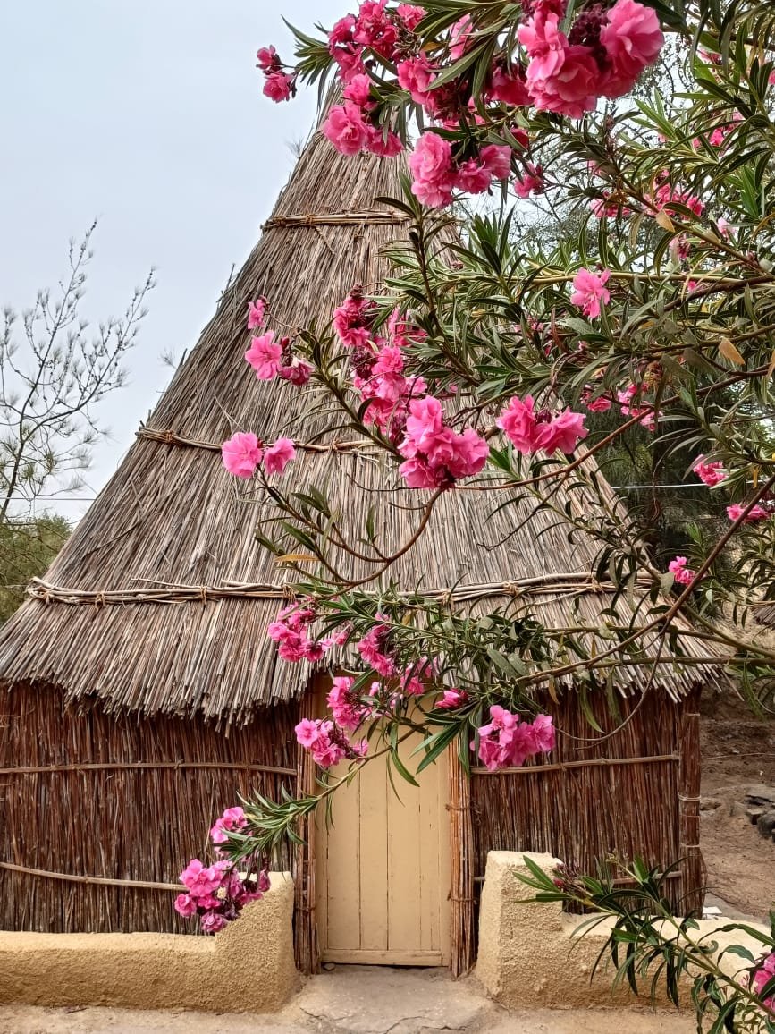 Day 1 - Depart from Cairo or Giza to Bahariya Oasis