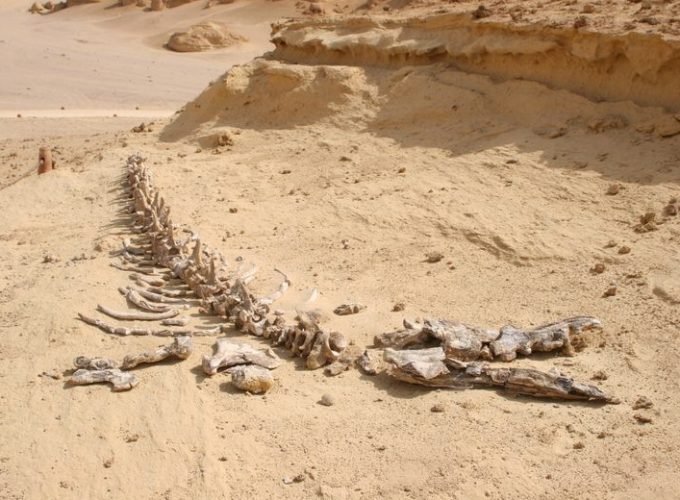 Safari Tour From Cairo To Wadi El-Hitan Egypt