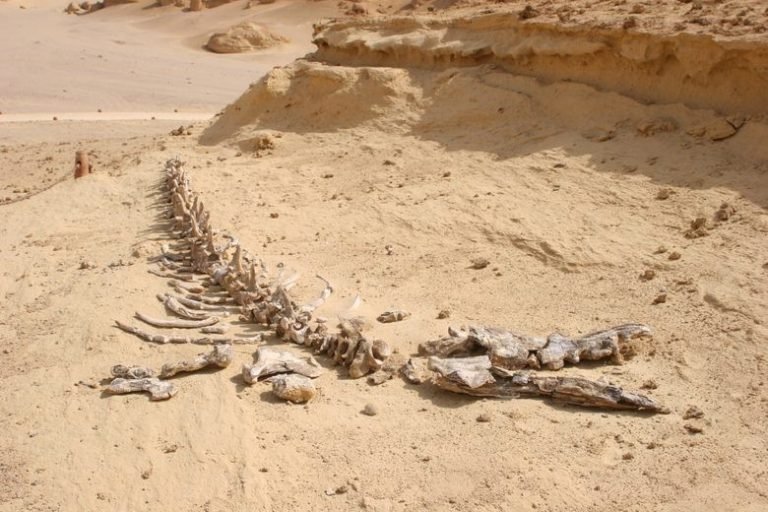 Safari Tour From Cairo To Wadi El-Hitan Egypt