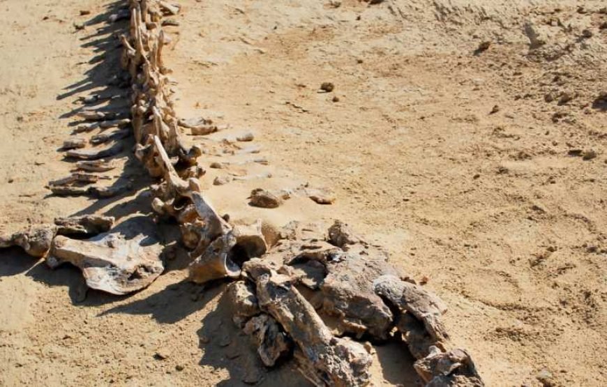 Safari Tour From Cairo To Wadi El-Hitan Egypt